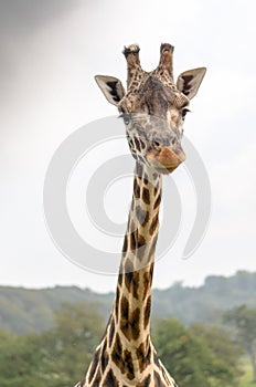 Rothchild's giraffe eating leaves at longleat