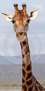 Rothchild`s Giraffe, Kenya, Africa