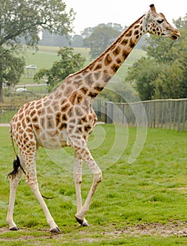Rothchild's giraffe