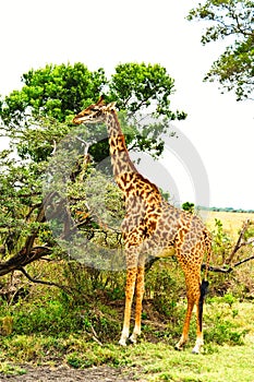 A rothchilds giraffe