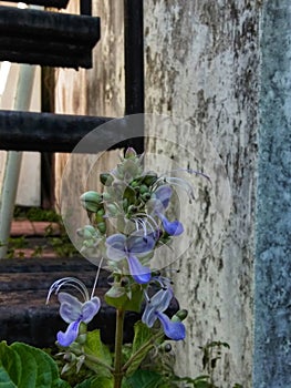 Rotheca myricoides or also commonly known as butterfly bush is also the name for the Buddleja species