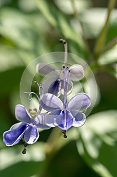 Rotheca myricoides blue flowering plant, group of flowers on shrub branches in bloom