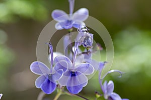 Rotheca myricoides blue flowering plant, group of flowers on shrub branches in bloom