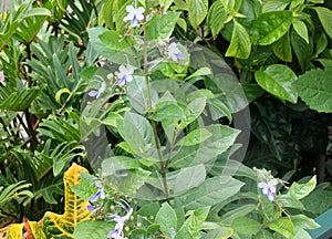 Rotheca myricoides, Blue glory bower, Blue butterfly bush