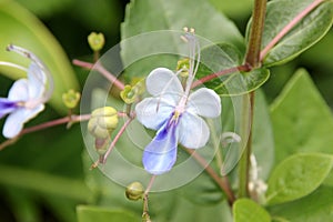 Rotheca myricoides, Blue glory bower, Blue butterfly bush