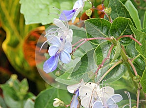 Rotheca myricoides, Blue glory bower, Blue butterfly bush