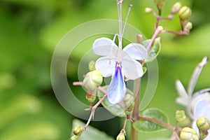 Rotheca myricoides, Blue glory bower, Blue butterfly bush