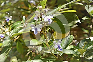 Rotheca myricoides flowers in sunny day