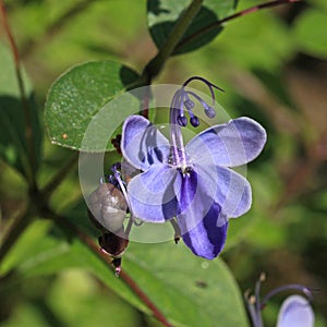 Rotheca myricoides is a tropical shrub with pretty blue flowers