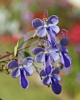 Rotheca myricoides is a tropical shrub with pretty blue flowers