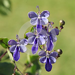 Rotheca myricoides is a tropical shrub with pretty blue flowers