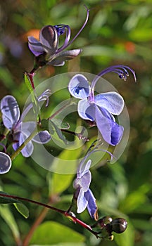 Rotheca myricoides is a tropical shrub with pretty blue flowers