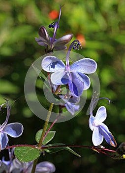 Rotheca myricoides is a tropical shrub with pretty blue flowers