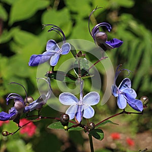 Rotheca myricoides is a tropical shrub with pretty blue flowers