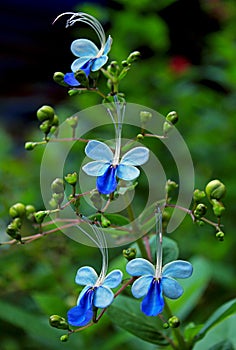 Rotheca myricoides 'Ugandense' (Blue Butterfly Bush Blue Glory Bower)