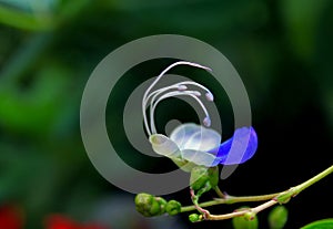 Rotheca myricoides 'Ugandense' (Blue Butterfly Bush Blue Glory Bower)