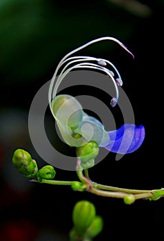 Rotheca myricoides 'Ugandense' (Blue Butterfly Bush or Blue Glory Bower)