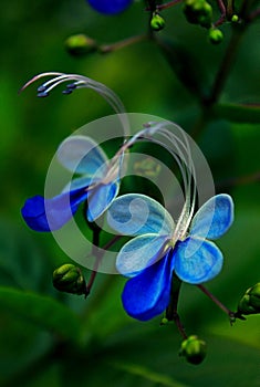 Rotheca myricoides `Ugandense` Blue Butterfly Bush Blue Glory Bower