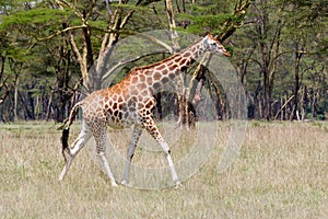 Rothschild Giraffe