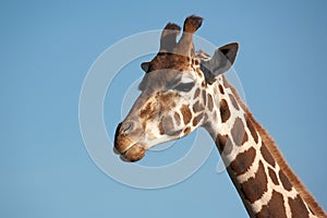 Rothschild Giraffe