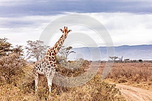 Rothschild Giraffe Along Road in Kenya Africa