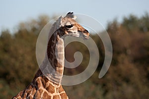 Rothschild Giraffe calf