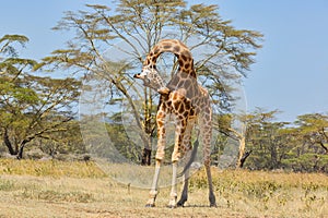 Rothschild Giraffe Contortionist