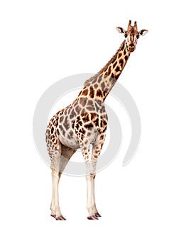 Rothschild Giraffe Facing Side Looking Forward Extracted