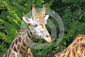 Rothschild giraffe (Giraffa camelopardalis) portra