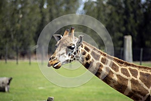 Rothschild giraffe Giraffa camelopardalis rothschildi