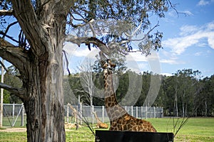 Rothschild giraffe Giraffa camelopardalis rothschildi