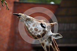 Rothschild giraffe Giraffa camelopardalis rothschildi.