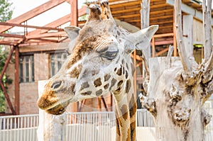 Rothschild Giraffe Giraffa camelopardalis rothschildi