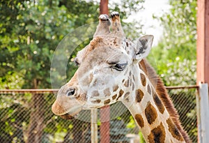 Rothschild Giraffe Giraffa camelopardalis rothschildi