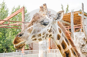 Rothschild Giraffe Giraffa camelopardalis rothschildi