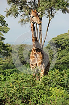 A Rothschild giraffe at the Giraffe Centre in Nairobi, Kenya