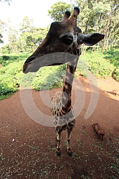 A Rothschild giraffe at the Giraffe Centre in Nairobi, Kenya