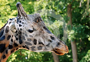 Rothschild Giraffe, Head