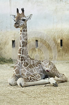 Rothschild giraffe juvenile