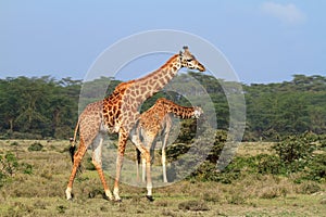 Rothschild giraffe in Kenya