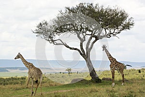 A Rothschild Giraffe and a Masai Giraffe in Masai Mara National Park in Kenya