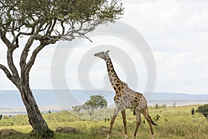 Rothschild Giraffe in Masai Mara National Park in Kenya