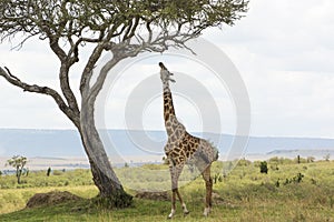 Rothschild Giraffe in Masai Mara National Park in Kenya