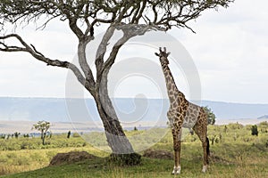 Rothschild Giraffe in Masai Mara National Park in Kenya