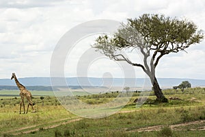 A Rothschild Giraffe in Masai Mara National Park in Kenya