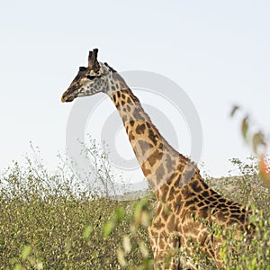 A Rothschild Giraffe in Masai Mara National Park in Kenya