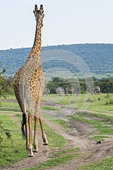 A Rothschild Giraffe in Masai Mara National Park in Kenya