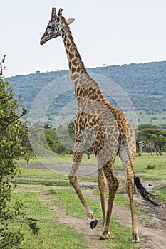 A Rothschild Giraffe in Masai Mara National Park in Kenya