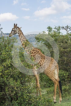 A Rothschild Giraffe in Masai Mara National Park in Kenya