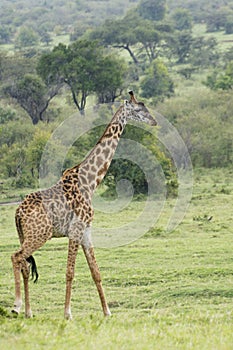 A Rothschild Giraffe in Masai Mara National Park in Kenya